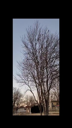 #birds #migration #wings #blackbirds #liberalkansas | AT Curbside