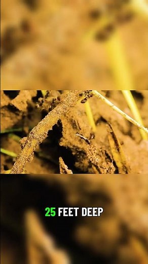 The Superorganism Ant Colonies in Sync 🐜🤝