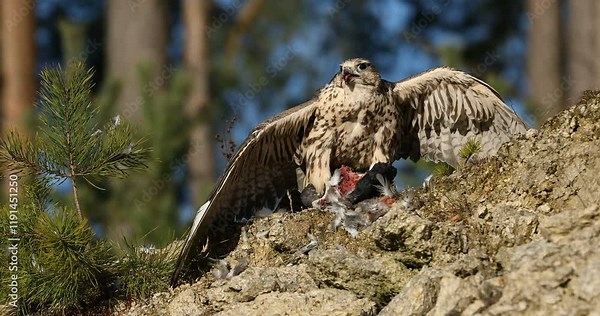 Falcon with prey. Saker falcon, Falco cherrug, perched on rock cliff, tearing caught killed pigeon. Bird of prey in landscape with pine trees. Majestic raptor. Bird natural behavior. Wildlife nature.