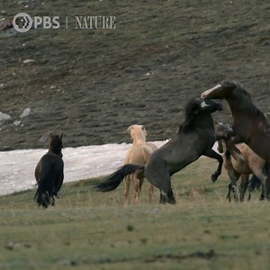 Wild Stallions Fight to Mate