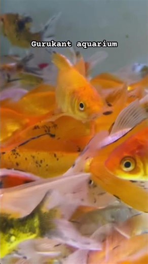 Imp red cap orenda fish #moradabad #aquarium #exoticaquariumfish #tropicalfish