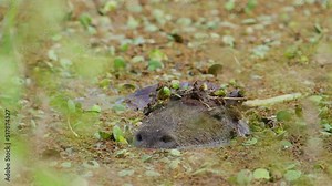 Wild capybara half submerged under swampy water, camouflaged and blending in with the surrounding aquatic vegetations, with flies roaming around its face at ibera wetlands, argentina, close up shot.
