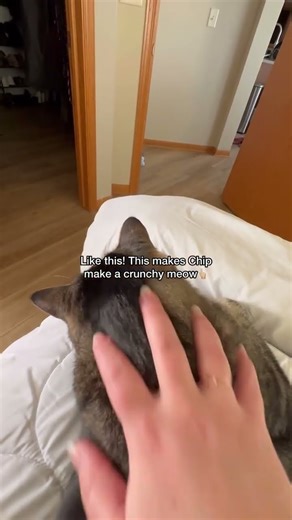 Steps on HOW to make your cat meow 😸