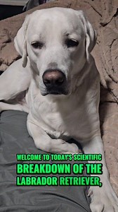 10% dog, 90% chaos, 100% love 💗 #englishlabrador #lab #labrador #labradorretriever #englishlab #justagirlandherdog #labsofinsta #dogsofinsta #englishlabsofinsta #retriever #labradorsofinsta #retrieversofinsta #whitelab #yellowlab | Roman the English Lab