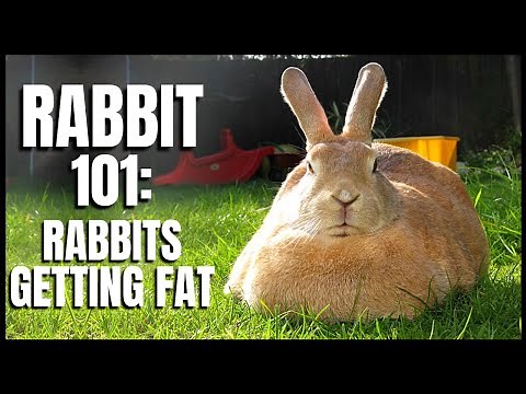 Rabbit 101: Rabbits Getting Fat