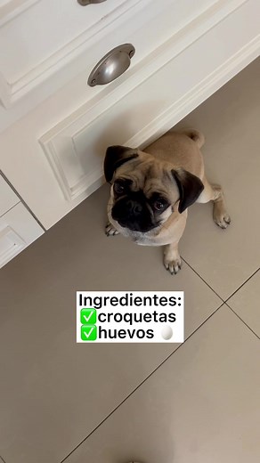 Consejos esenciales para el cuidado de tu Pug