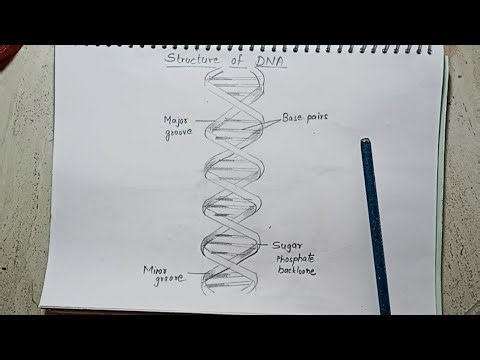 How to draw DNA double helix structure #DNA