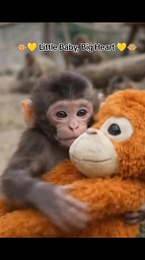 Tiny Baby Monkey Finds Comfort in Soft Toy