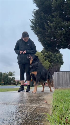 Jett working on holding some nice duration with distractions from myself and the garbage truck around a little while ago 🐾 Being creative with distractions is always great fun, you can Jett it used to my craziness 🤣 Well done buddy ❤️ | Canine Training Adventure Club