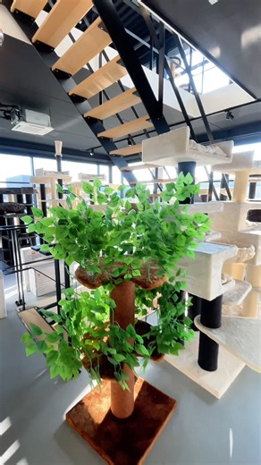 Did you know we have the largest cat tree showroom in Europe? From floor-to-ceiling models, wall systems, scratching barrels and more — every RHR product can be seen, touched and tested in real life. Planning a visit? Your cat’s dream home starts here. 😻🏡 📍Waalwijk, The Netherlands https://rhrpets.com/?utm_source=social&utm_medium=organic&utm_campaign=showroomeurope #RHRPets #RHRQuality #RHR #CatTree #QualityCatTree #RHRPetsFamily #RHRCatTree #PetLovers #CutePets #PetCare #CatLovers #PetProdu