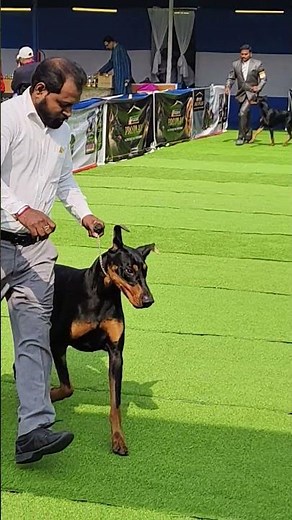 DOBERMAN & BELGIAN MALINOIS - CKC DOG SHOW RING PERFORMANCE #belgianmalinois #doberman #pets #dogs