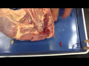 Prof. Wilson chicken leg dissection part 1