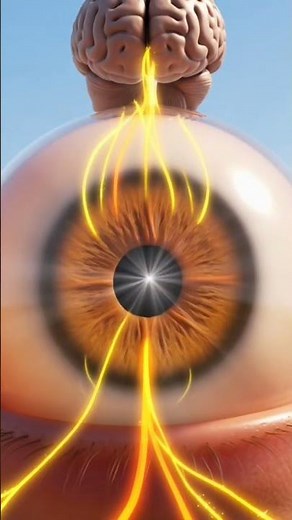 Pupil Reaction in Day and Night (3D Demonstration).