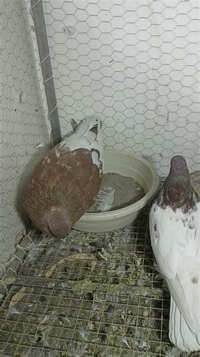 #Аҵыс#Cicem nyan;#winyo ni#চৰাইটো#цъиу#kimbiro#die voël#anomaa no#zogu#der Vogel#winyo#Agḍiḍ #jacobi