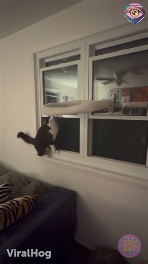 He Jumps. The Window Shuts. And Balance Is Restored 🪟😺