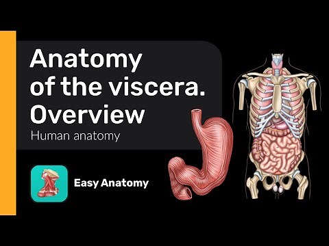 Anatomy of the viscera: Overview | Anatomy & Function