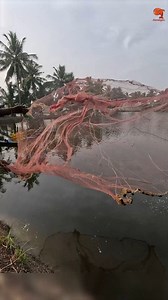 Amazing Prawn Catch with Cast Net #fishing #fishingvideos #fishingtime | Neerulagam