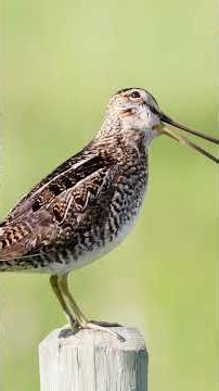 What Does A Wilson’s Snipe Sound Like?