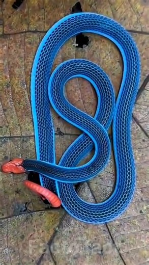 “Malayan Blue Coral Snake – Killer of Killers |