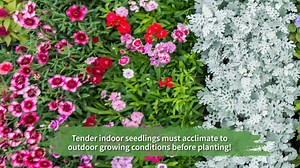 Ever wanted to learn how to grow your own annual garden flowers and bedding plants from seed? This easy how-to shows simple steps to successfully growing your own garden flowers. It's easy and saves money. Seeds shown come from: Baker Creek Heirloom Seeds, www.rareseeds.com, Renee's Garden Seeds, www.reneesgarden.com, Burpee, www.burpee.com | Sun Gro Horticulture | Facebook