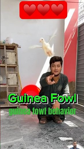 guinea fowl behavior | How GUINEA Fowl Took Over the World ❤️