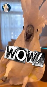 Smart Bird Smart Speaker = Chaos 😂💥 🦜 “Alexa, best music!” That’s all it takes for Jackson to start the party. 😂🔥 Watch this cockatoo go full superstar mode after commanding his smart speaker — wings, head, and feet all in perfect chaos. No one dances like Jackson. 💃🦜 #shorts #cockatoo #jackson #dance #ai #cockatoo #parrot #funnyanimals #funnybirds #petsoftiktok #jackson_cockatoo | Jackson - Crazy Cockatoo