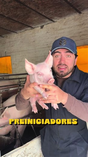 Durante la etapa de lactancia, los lechones no solo dependen de la leche. El uso de preiniciadores nos permite que el lechón comience a adaptarse al alimento sólido, estimulando el desarrollo de su sistema digestivo desde los primeros días. Esto ayuda a que, al llegar al destete, el cambio no sea tan brusco, disminuya el estrés, mantengan mejor consumo y tengan un arranque más parejo. Un buen preiniciador bien manejado se traduce en: ✔ mejor desarrollo intestinal ✔ menos problemas digestivos pos