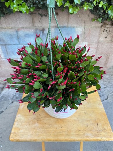 Easter Cactus or Rhipsalidopsis Gaertneri /schlumbergera Gaertneri 8 Inches Pot Red Flower - Etsy