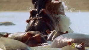 Can the great Nile croc hold its own against a group of angry hippos? http://on.natgeo.com/26dW6Wi | National Geographic Animals