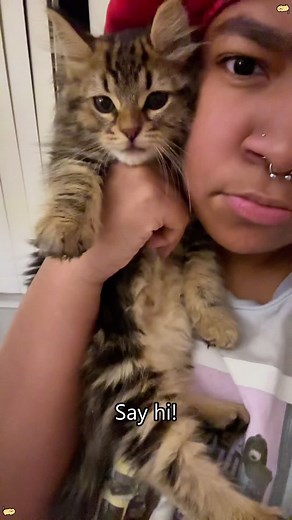 My Cat Can Understand English: A Fun Exploration