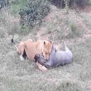 610K views · 4.9K reactions | The lion seals the boar cave | Animals Diary | Facebook