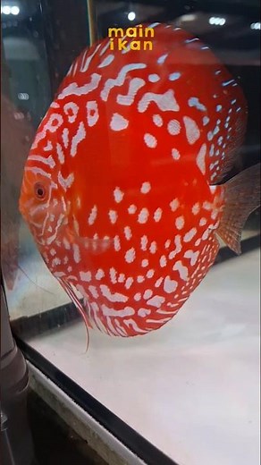 🌹 LIKE RED FLOWER 🌹 | Raflesia & Panda | Ikan Hias Discus Fish | Main Ikan | Aquarium | Aquascape