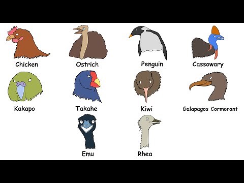 Every Flightless Birds Explained in 7 Minutes