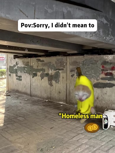 Funny Cat Memes: When Cats Get Scared