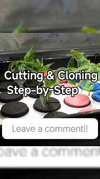 Cutting & Cloning Step-by-Step 🌱