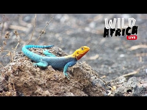 Experience The African Bush - Wild Africa LIVE