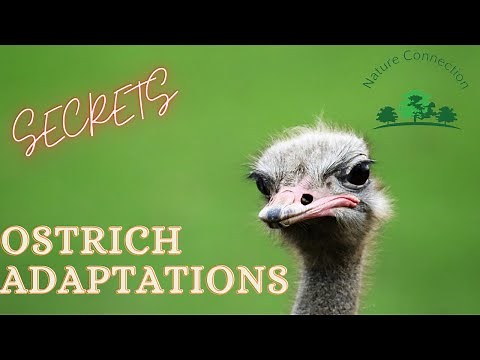 Secrets of Ostrich Adaptations | Nature Connection