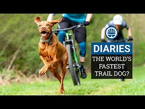 Racing The World's Fastest Trail Dog | Joe & Jack Take on Ruby the Vizsla | BikeRadar Diaries Ep12