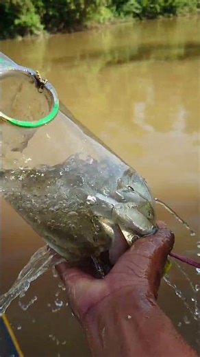 Beautiful DIY Fishing #fishing #pondpump #plasticbottle #fish #villagepond #plasticcontainer #carpfi