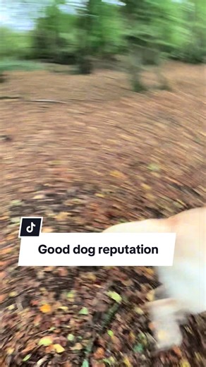 My Labrador might look innocent but…. This is the real personality behind the “good dog” reputation. Proof that Labradors are equal parts adorable and chaotic. #labrador #mischievousdog #funnydogmoments #dogtok #dogpersonality