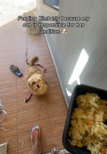 Taking Care of Kimberly: A Dog Lover's Responsibility