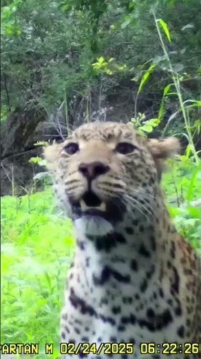 Rare Leopard Sighting | Paignton Zoo Conservation Partnership in Zimbabwe