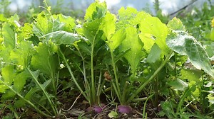 Comment faire ses graines de navet