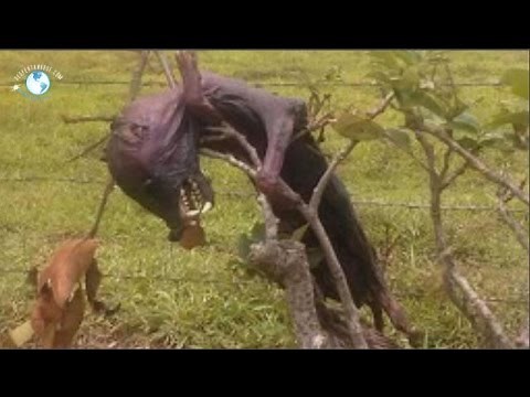 MATAN SUPUESTO CHUPACABRAS EN MEXICO