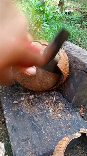 The best technique removing coconut from its shell #coconut #satisfying | Handika Amiranto
