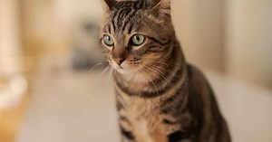 Essas são as cores de gatos mais comuns: 6 tipos de pelagem e seus significados