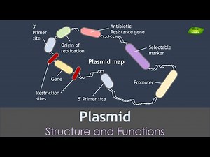 Plasmid Animation | Genetic Engineering | Basic Science Series