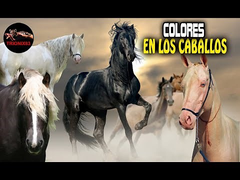 HORSE COLORS: Which is your favorite?