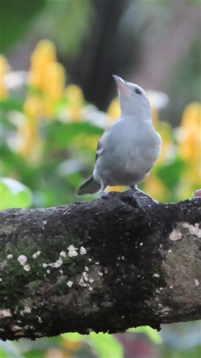 Blue Gray Tanager #birdphotography #ecoturismo #birdwatching #birdlife #naturelovers #aventura #aviturismo #turismo #birding #nature | IPAL Inka Jungle ECOLODGE, Birding / Ecotourism & Adventure