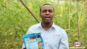 5K views · 129 reactions | Tomatoes do need vigilant care, as the...